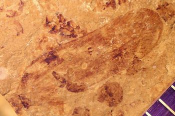 Media type: image;   Entomology PALE-1483